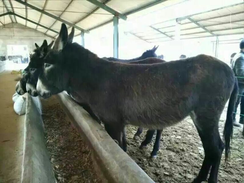 驴苗