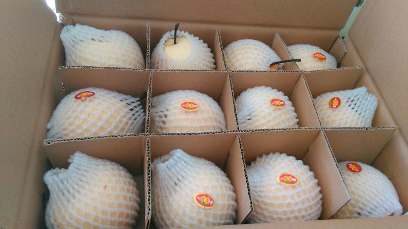 酥梨大量上市有需要的客商抓紧时间联系货美价廉