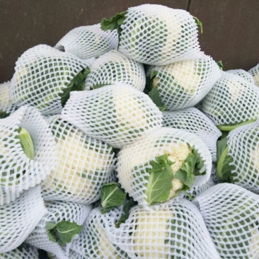菜花2斤紧密乳白质量好价位合适希望前来洽谈