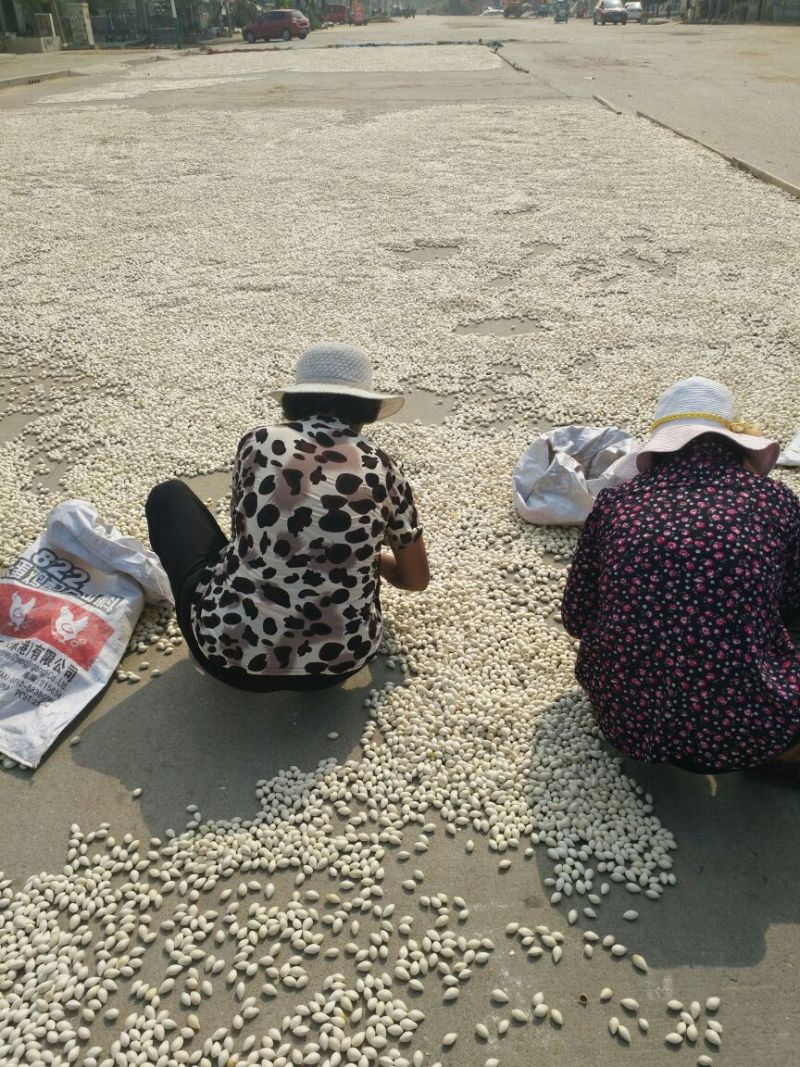 大果银杏白果上市中，欢迎新老客户采购
