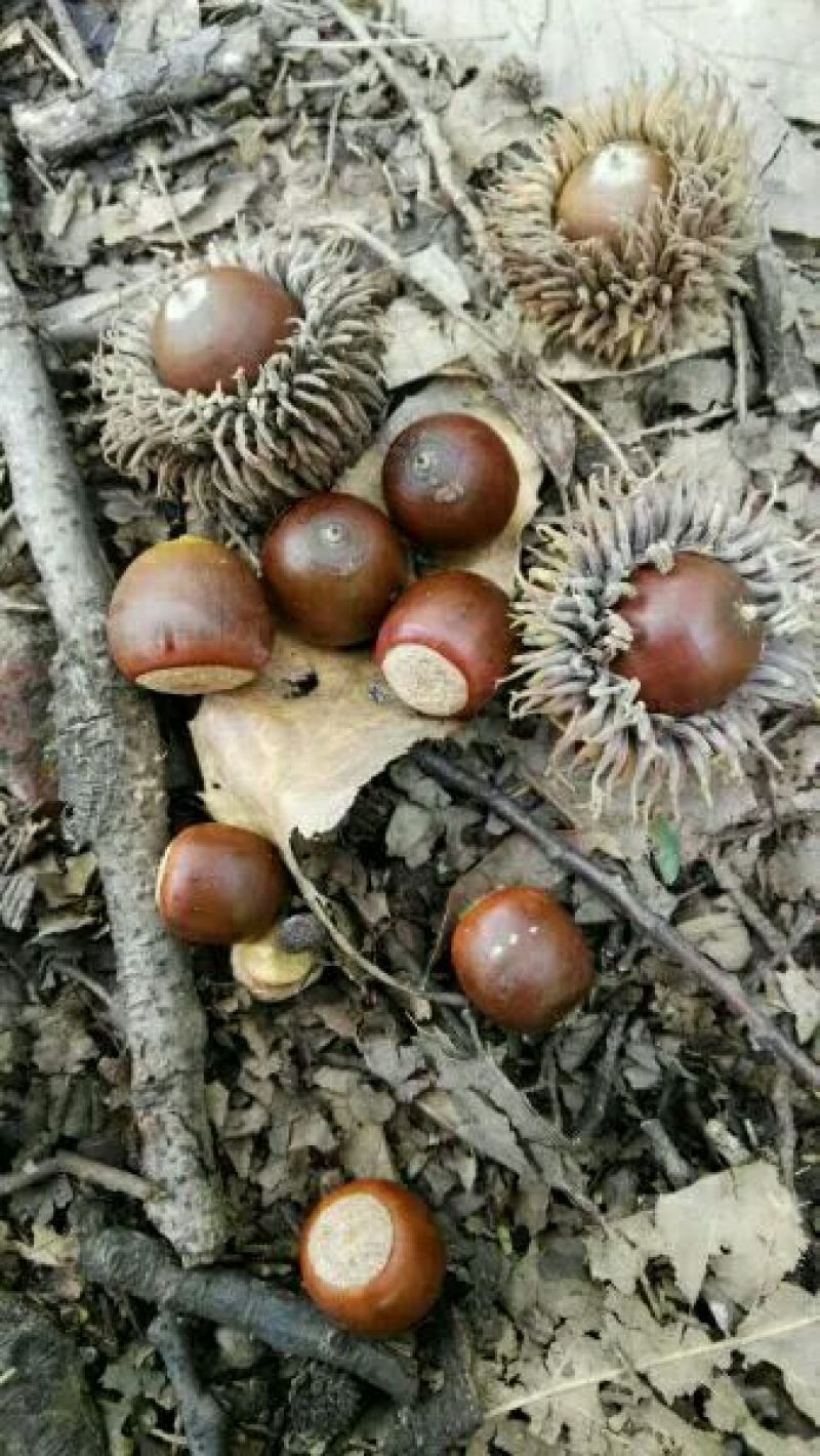 河南橡实大小均匀自然风干产地直发品质保证量大优惠