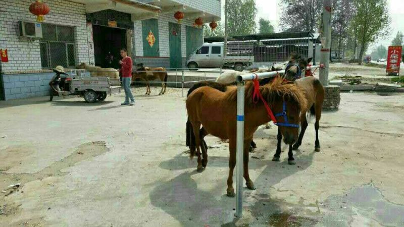 肉马