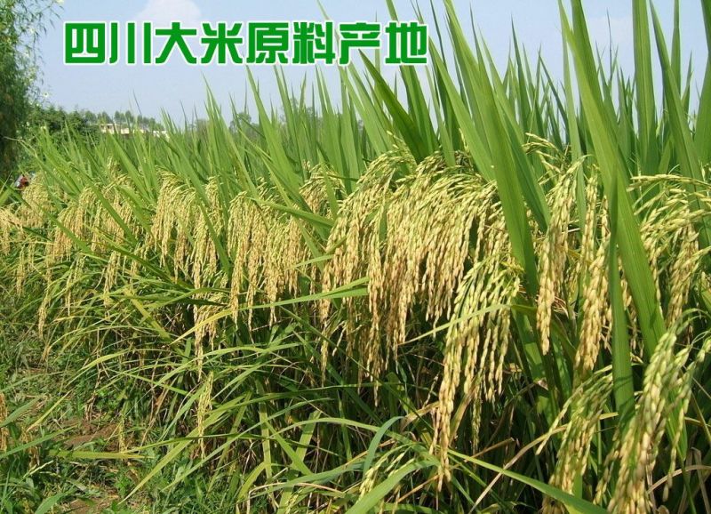 米线