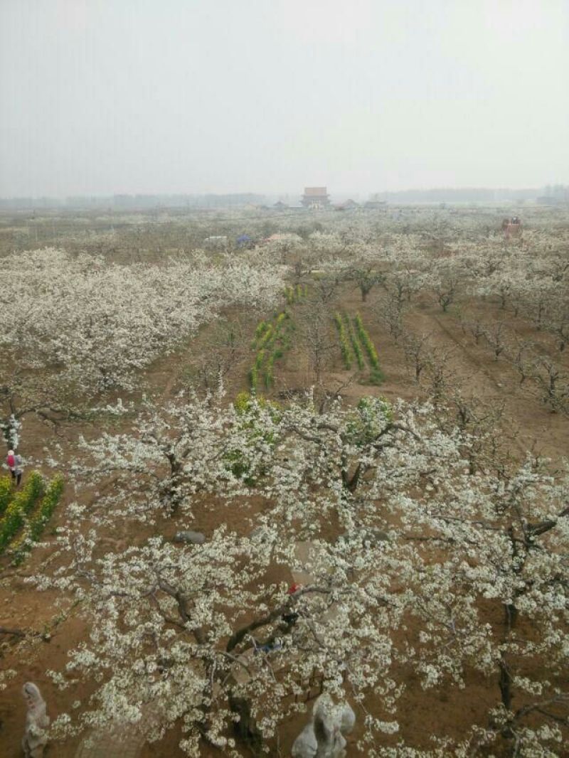 丰水梨，口感脆甜，个大皮薄，适合大型超市，市场