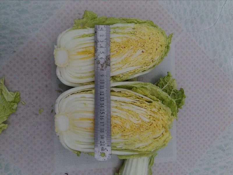 大白菜