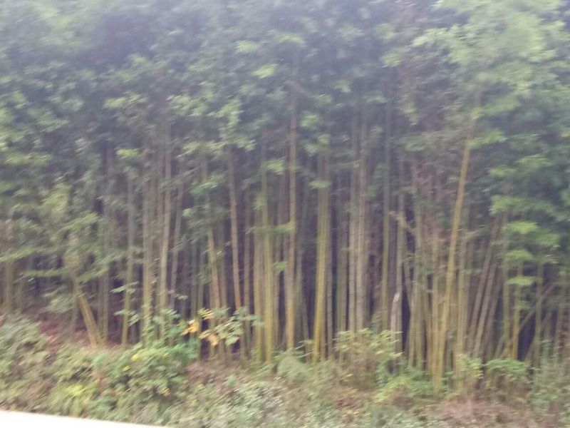 金竹7~8m