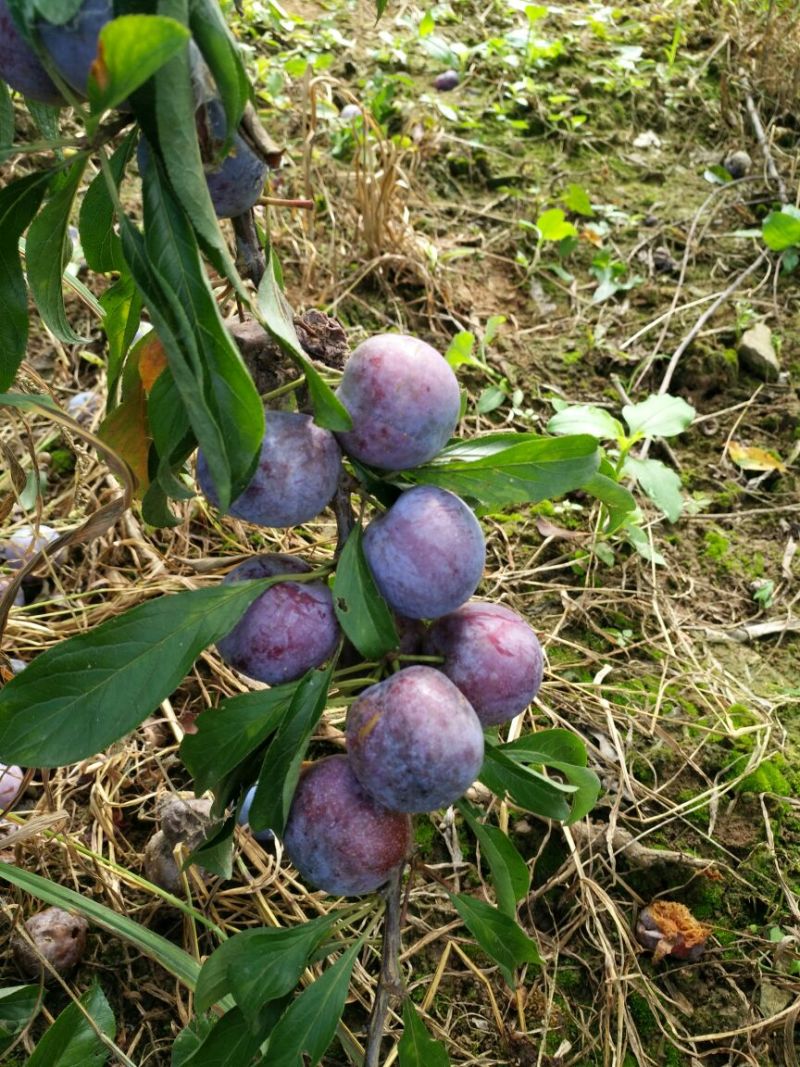 脆红李子树苗50~100cm