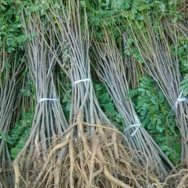 紫穗槐苗70~80cm