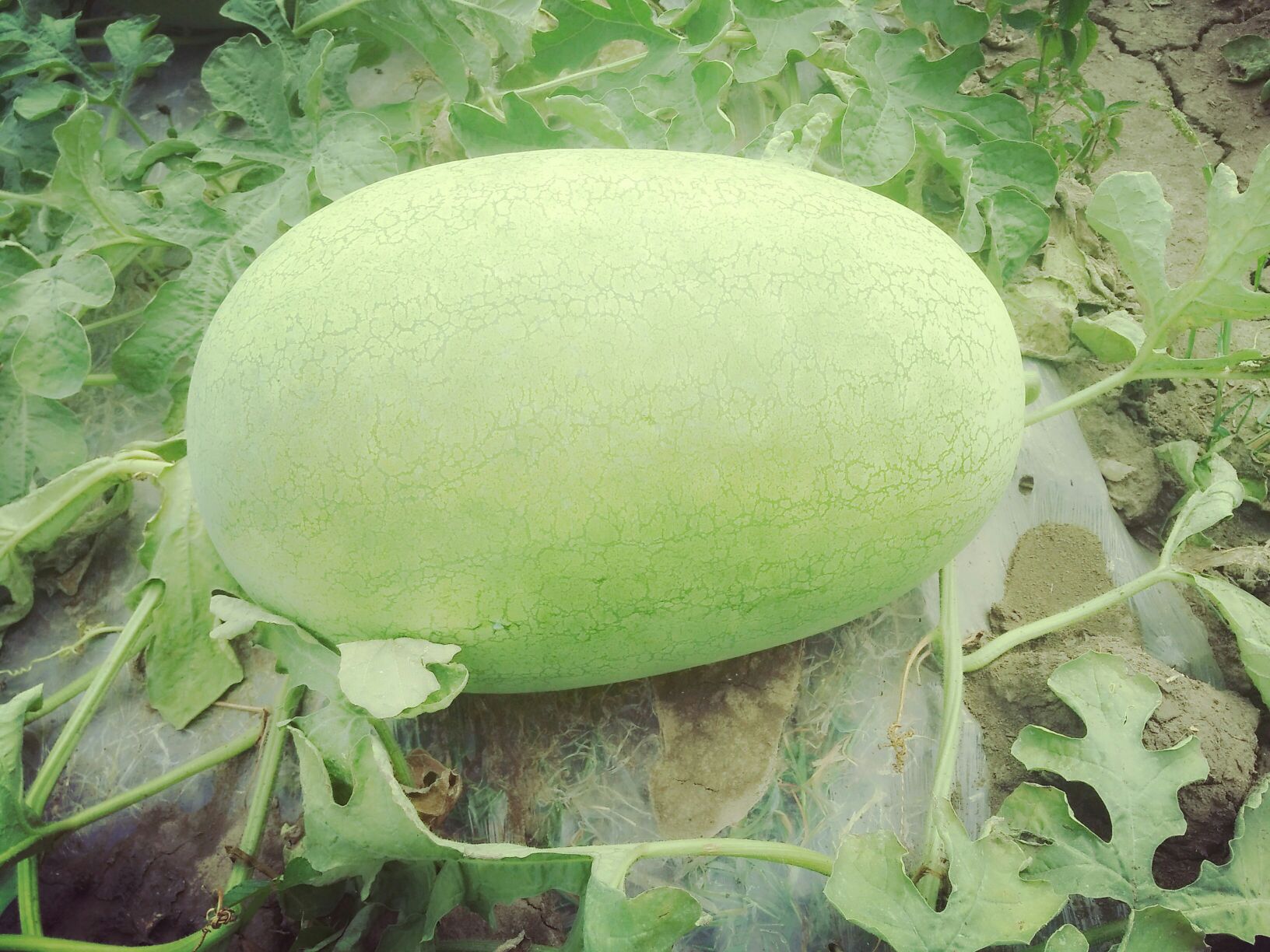 黑龙江哈尔滨市双城区新红宝西瓜 15斤打底 9