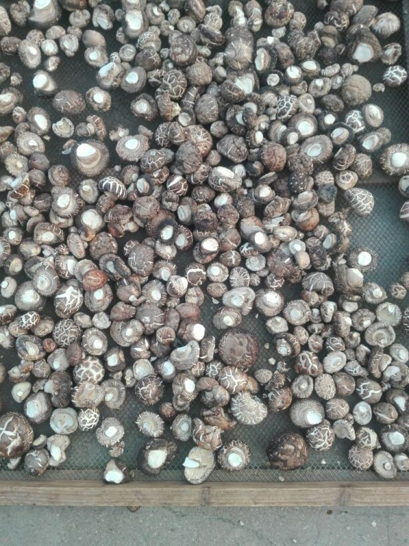 鲜香菇1%秋袋冬菇3cm以上