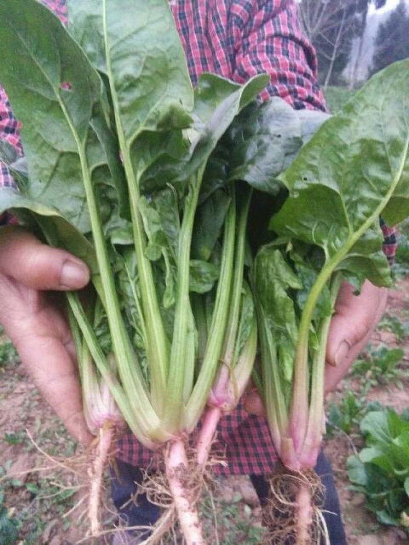黑叶菠菜20~25厘米