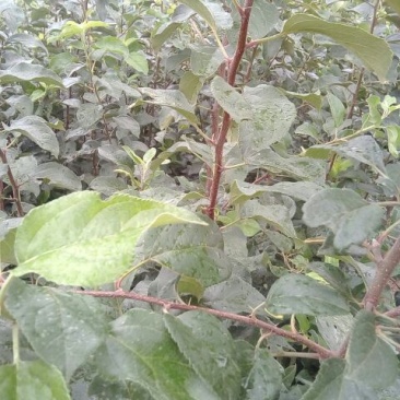 红香酥梨树苗1~4cm100~150cm