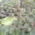 红香酥梨树苗1~4cm100~150cm