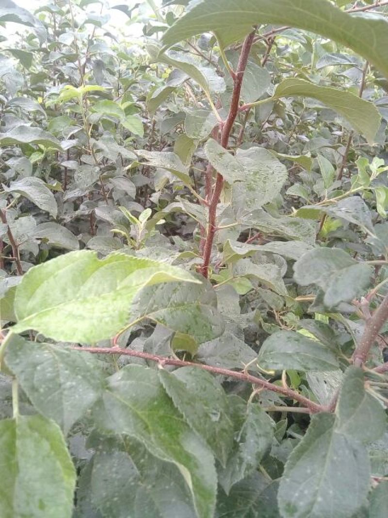 红香酥梨树苗1~4cm100~150cm