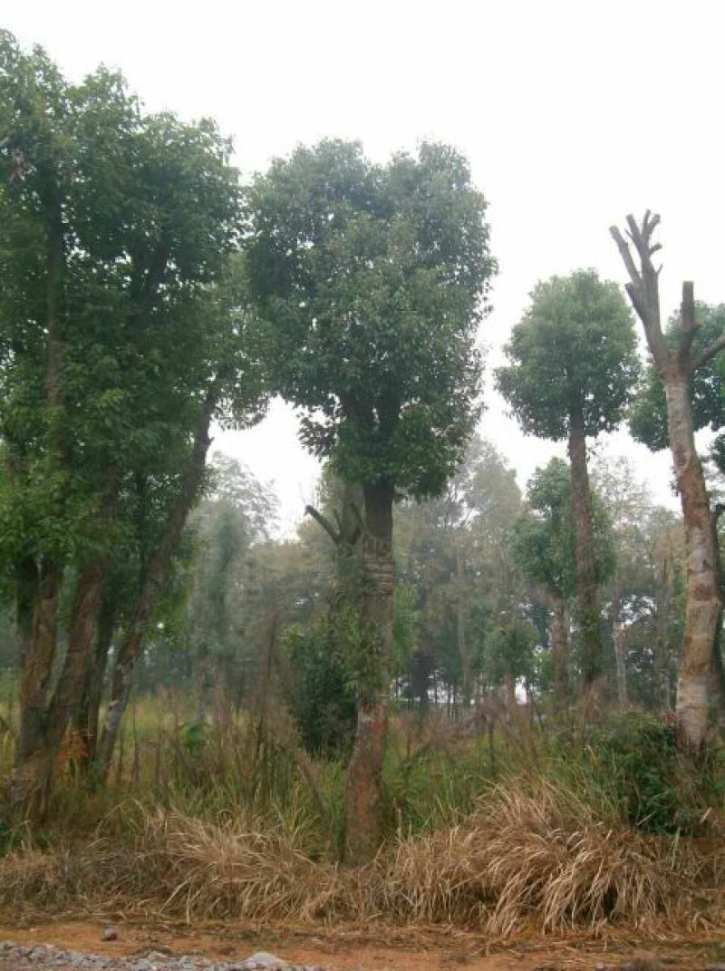 香樟12~14cm12~14cm3.5~4米