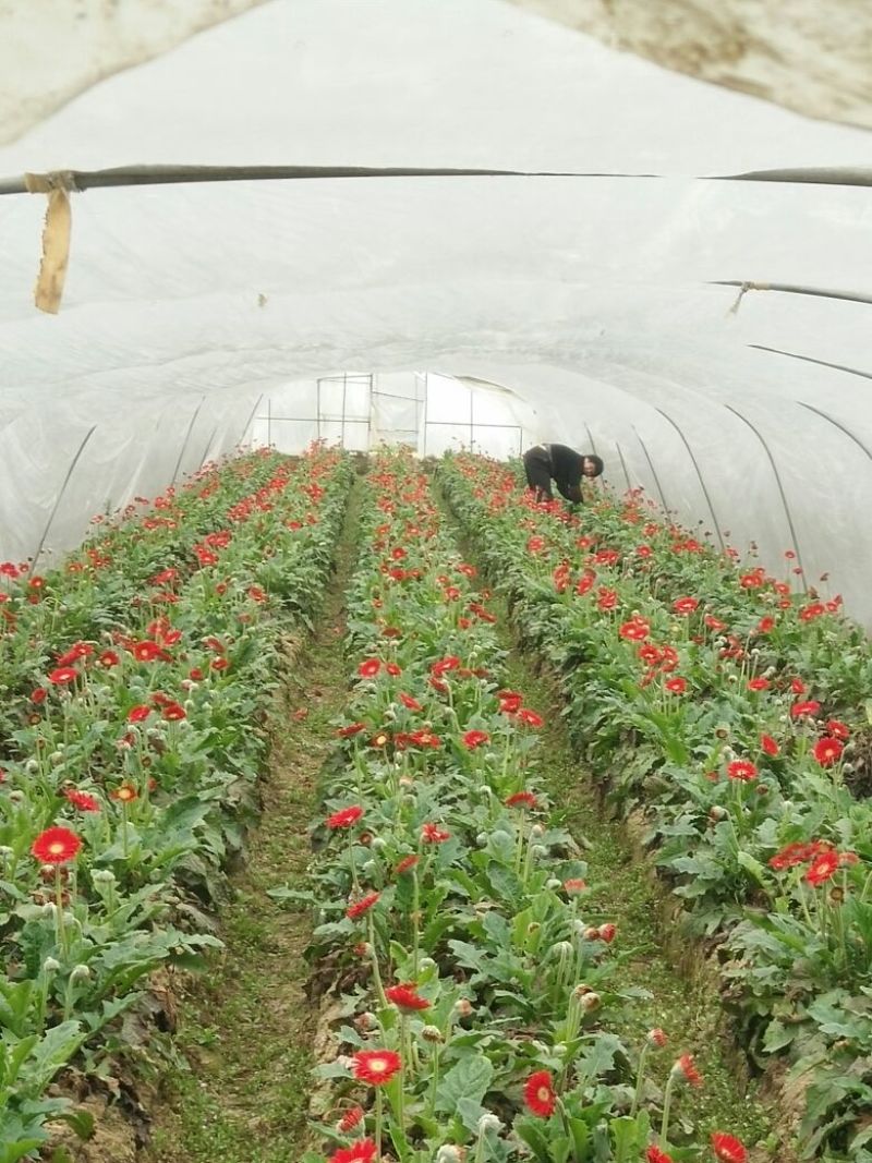 非洲菊鲜切花18枝一扎浙江海宁基地发货