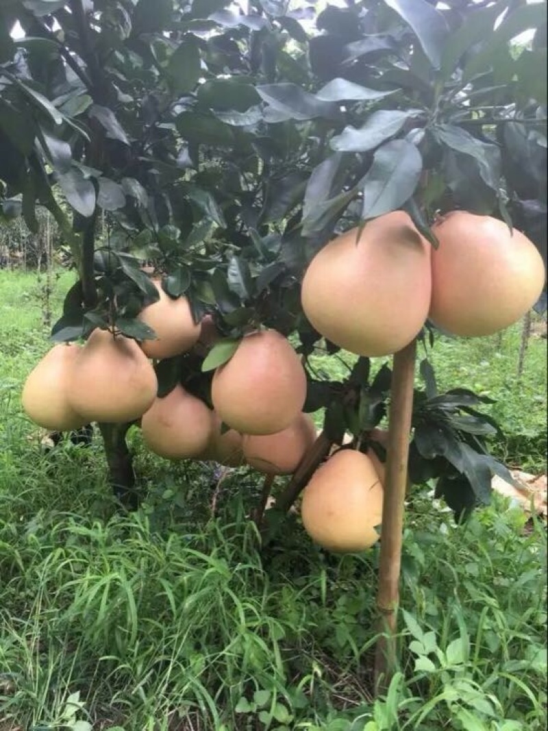 红心蜜柚苗