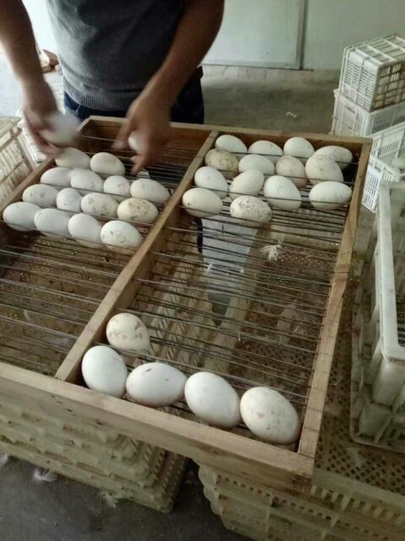 鹅苗250g以下