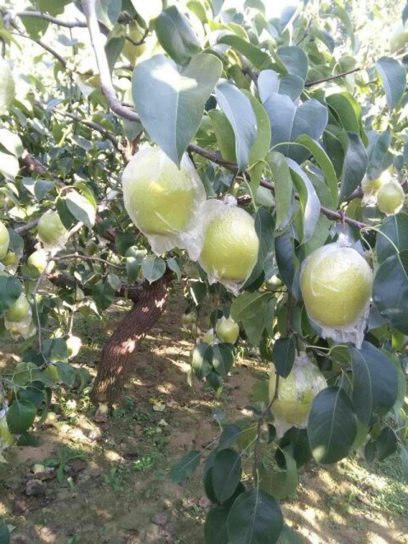 雪花梨光果