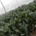名门菠菜20~25厘米