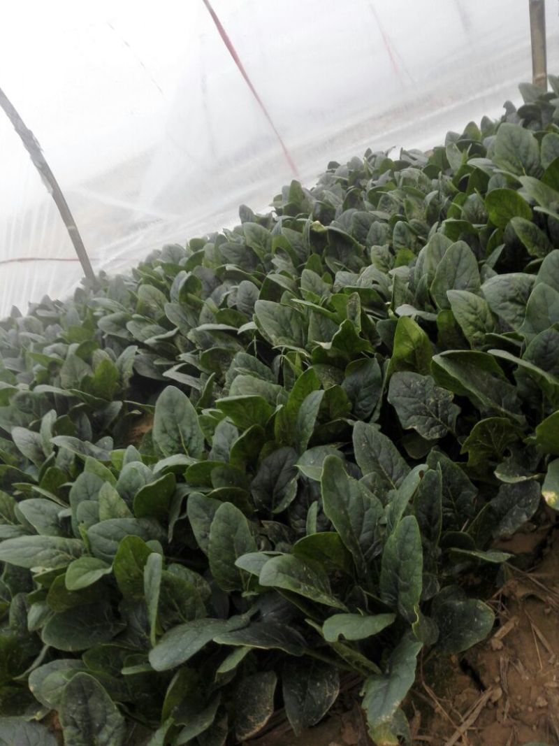 名门菠菜20~25厘米