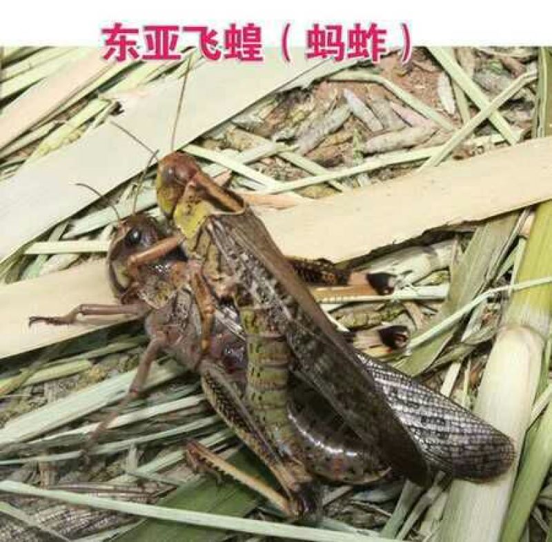 东亚飞蝗食用