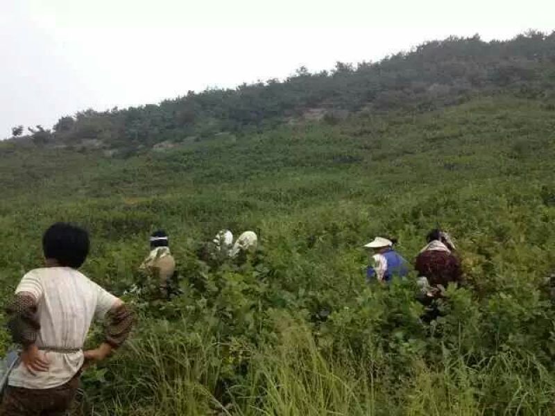 圆形榛子特级