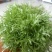 苦菊20~25cm