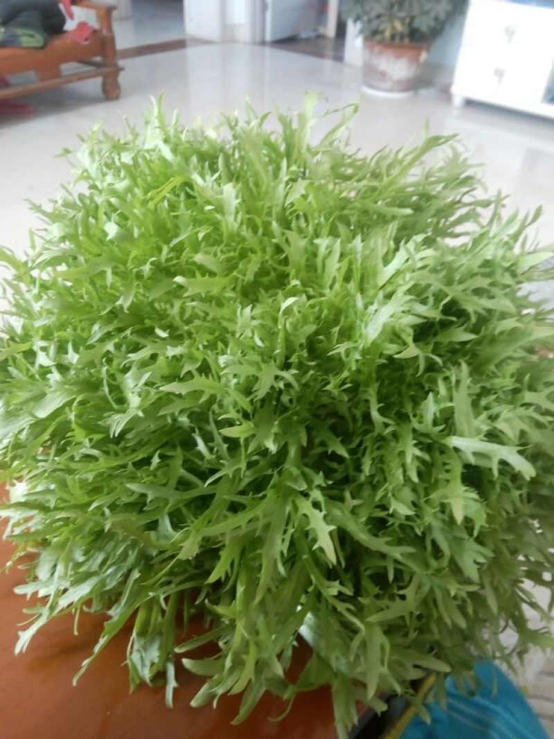 苦菊20~25cm