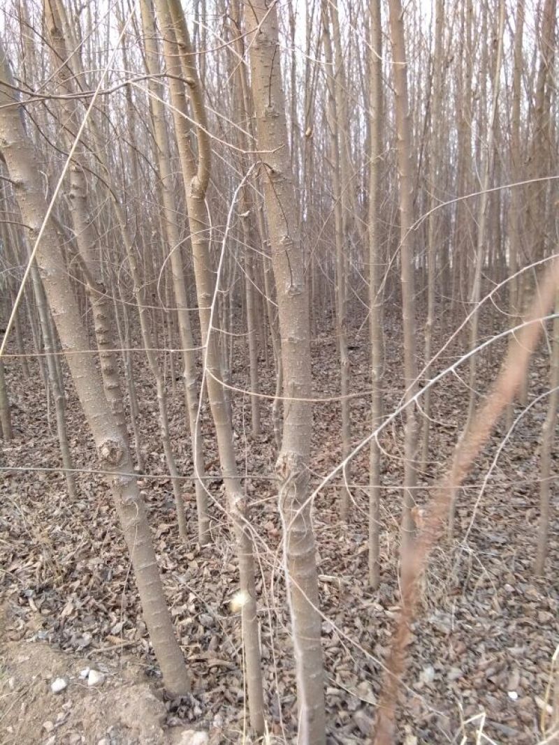 小叶榆树2~4cm4cm以下2.5~3m
