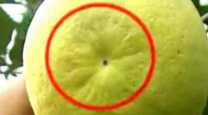 沙田柚1.5斤以上
