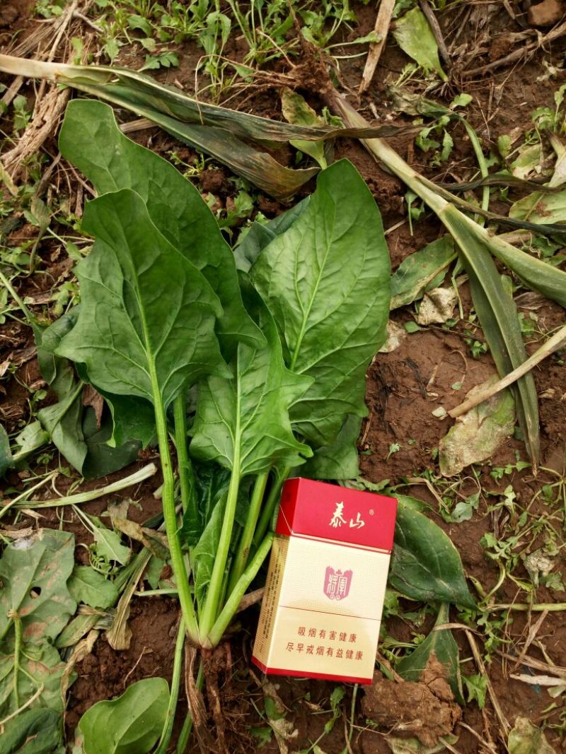 黑叶菠菜20~25厘米