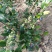 蓝莓鲜果4~6mm以上