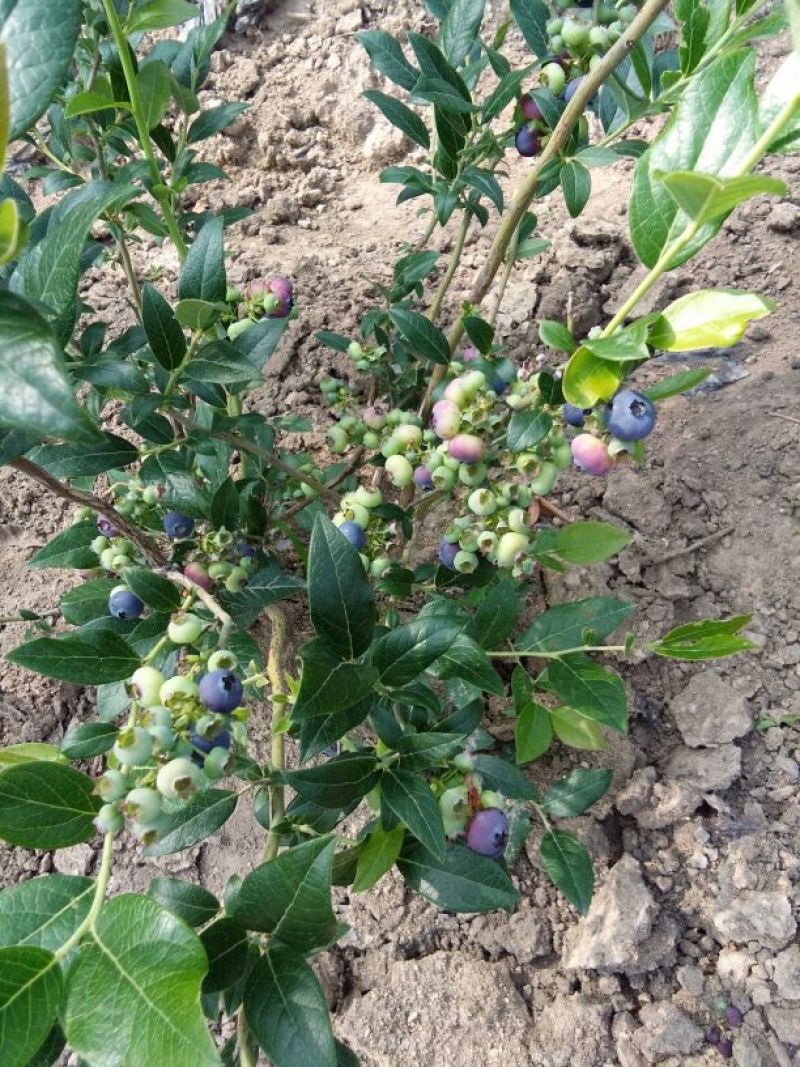 蓝莓鲜果4~6mm以上