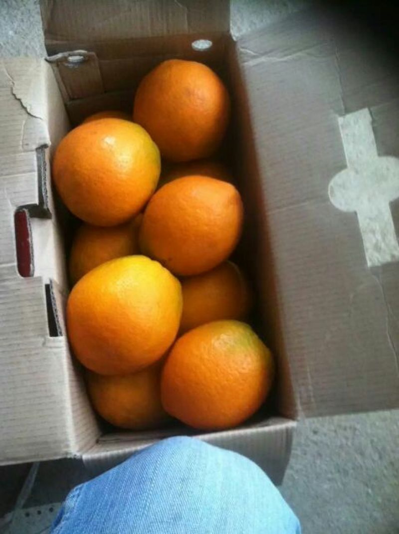 回龙圩纽荷尔脐橙大量上市