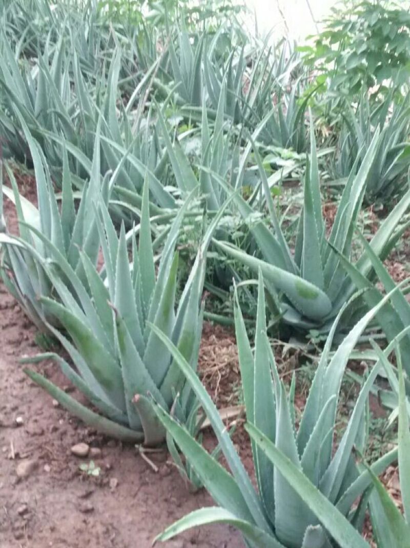 芦荟掌形20cm以上