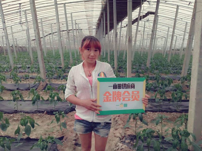 密刺黄瓜鲜花带刺18~22公分