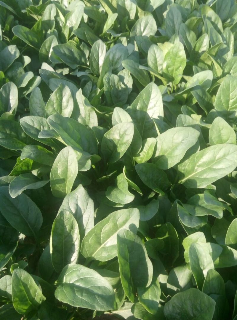 精品大叶菠菜基地直供量大从优，做工精细，全国发货，