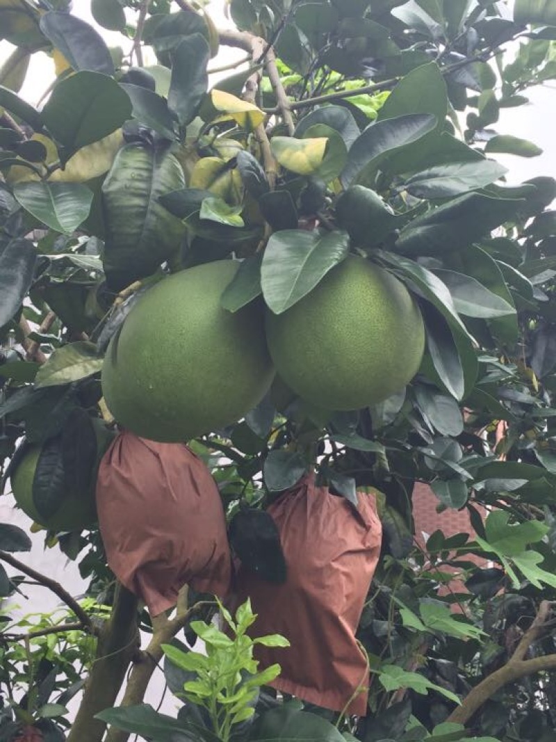 梅州蜜柚