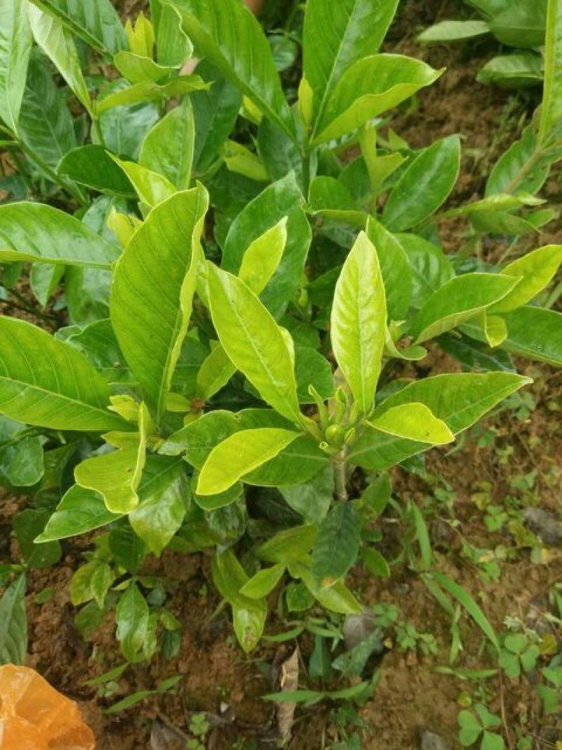 大叶栀子苗20~30cm30~40cm
