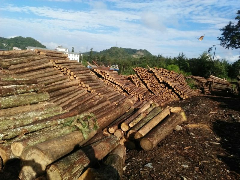 杉树香杉量大欢迎采购