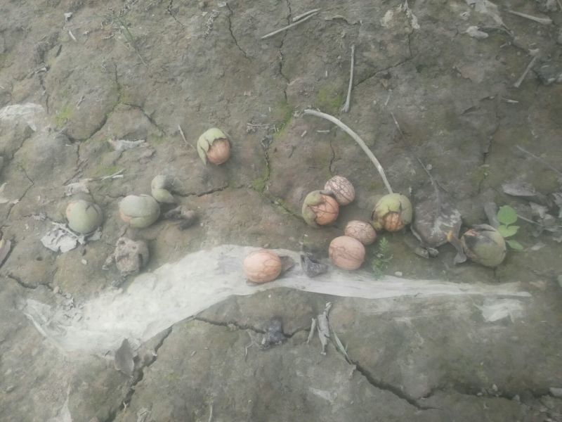 核桃去皮干