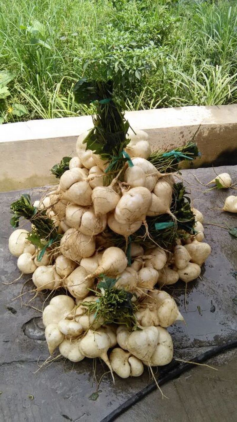 凉薯地瓜豆薯