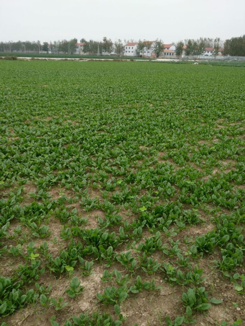 精品黑叶小圆菠菜10-12厘米实力商家可开增值税发票