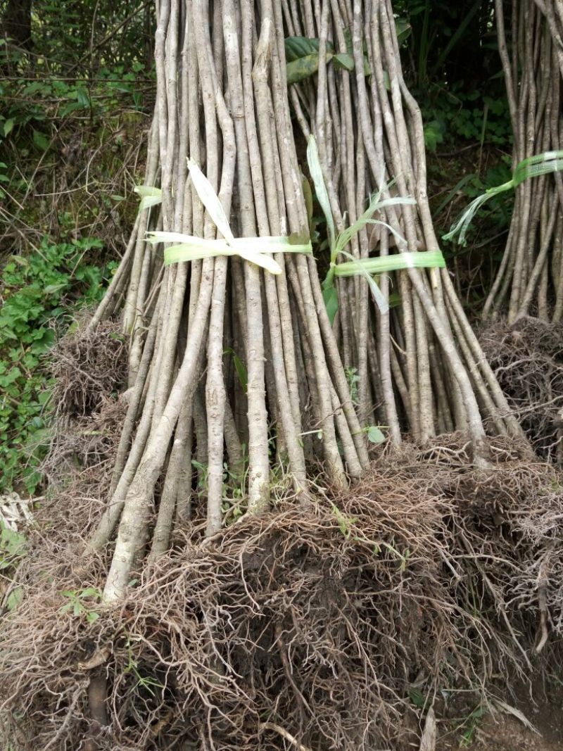 杜鹃2~4cm4cm以下0.5~1米