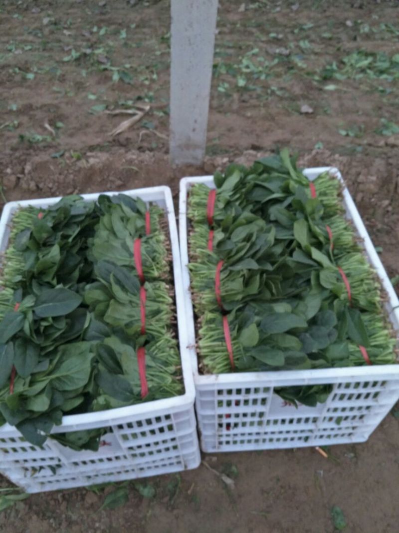 菠菜20~25厘米