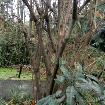 素心蜡梅8~10cm6~8cm2.5~3米