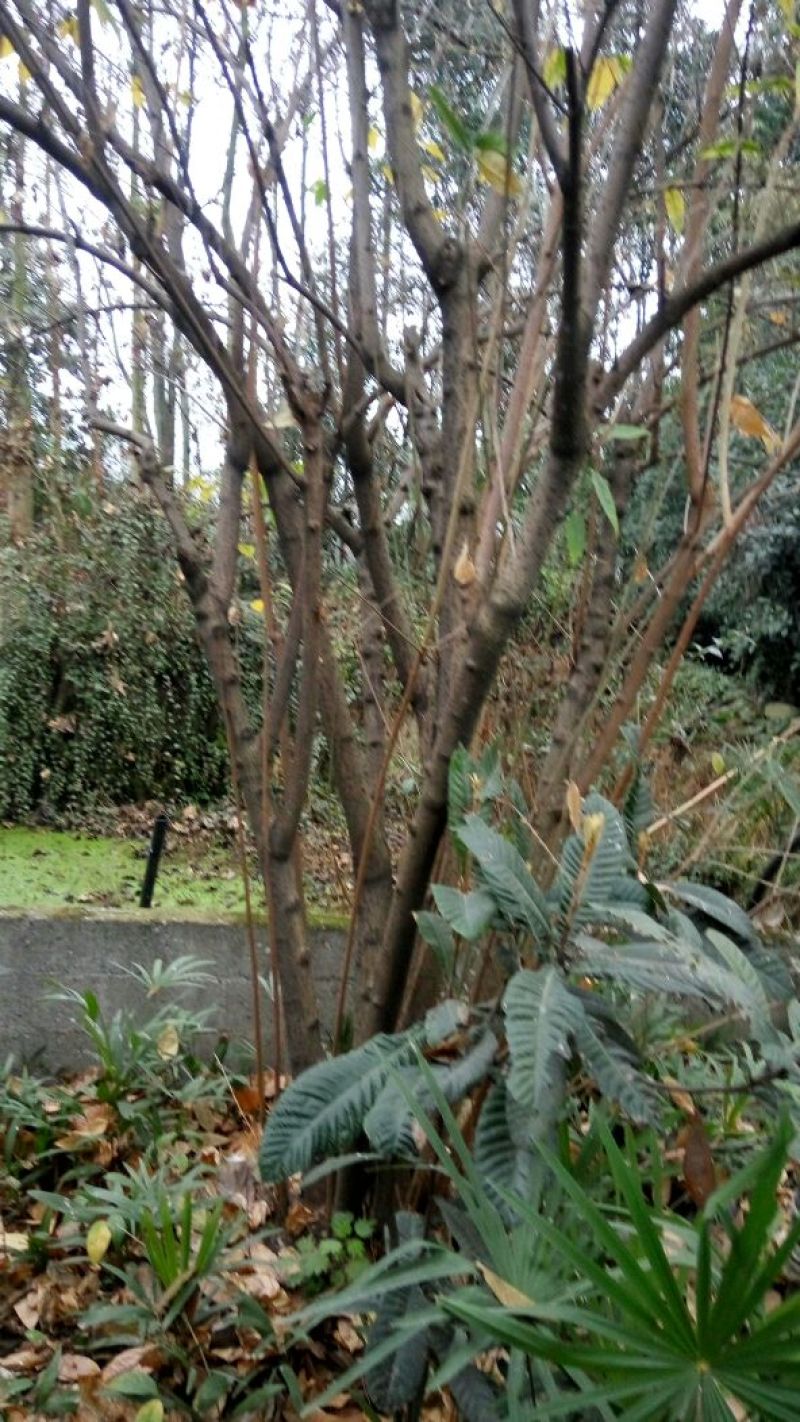 素心蜡梅8~10cm6~8cm2.5~3米