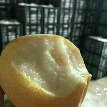 酥梨100~150g纸袋
