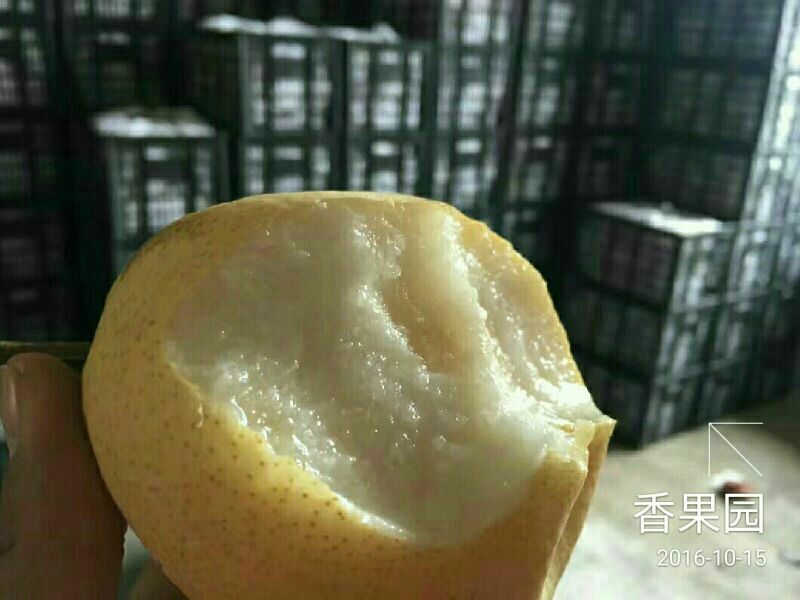 酥梨100~150g纸袋